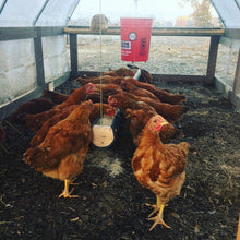 Load image into Gallery viewer, Pasture Raised Whole Chicken
